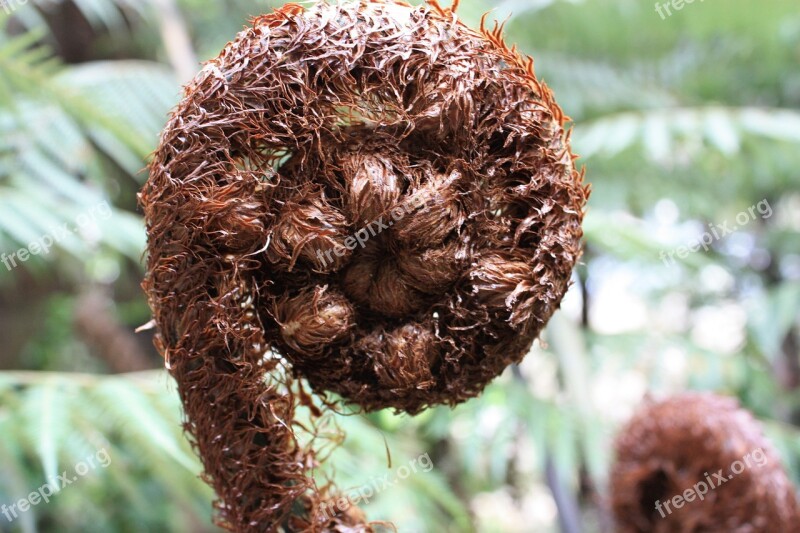 Koru Native Tree Fern Plant Frond