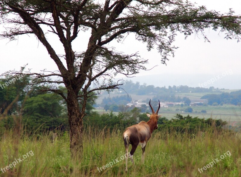 South Africa Antelope Animal Park Wild Savannah