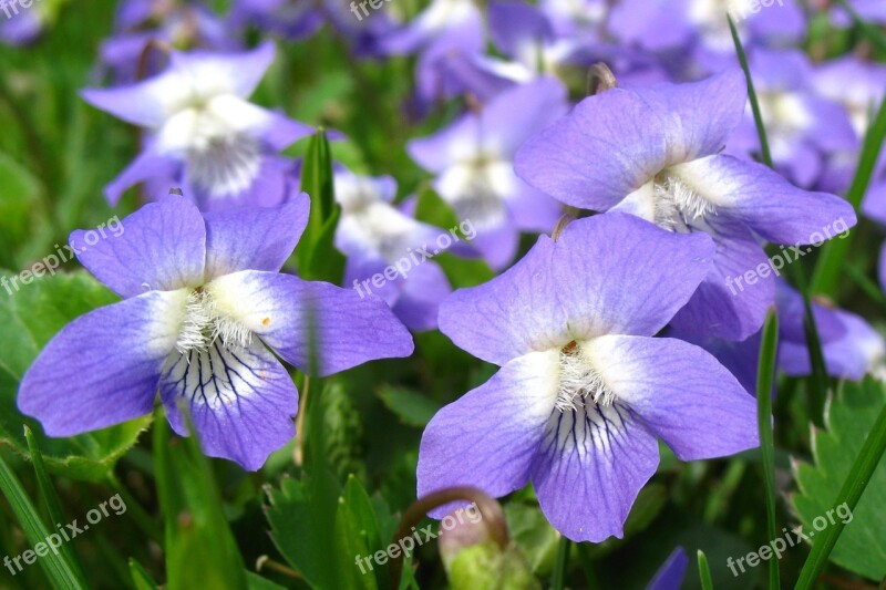 Violets Flower Purple Spring Blossom