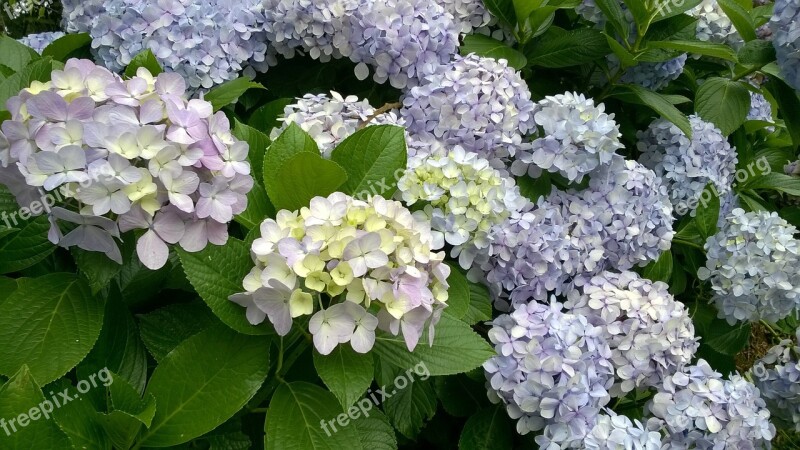 Hydrangea Flowers Campos Do Jordão Blue Petals Bush