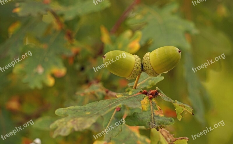 Acorns Tree Fruit Forest Nature Oak Fruit