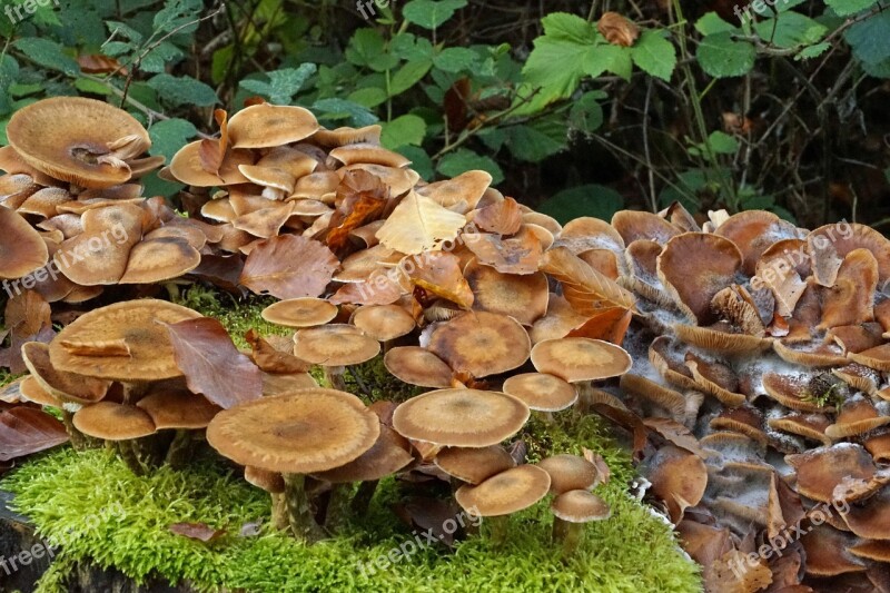 Mushrooms Tree Fungus Mushrooms On Tree Baumschwamm Forest Mushrooms