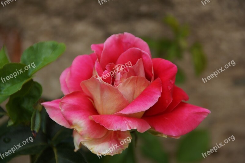 Rose Flower Pink Flower Garden Beauty