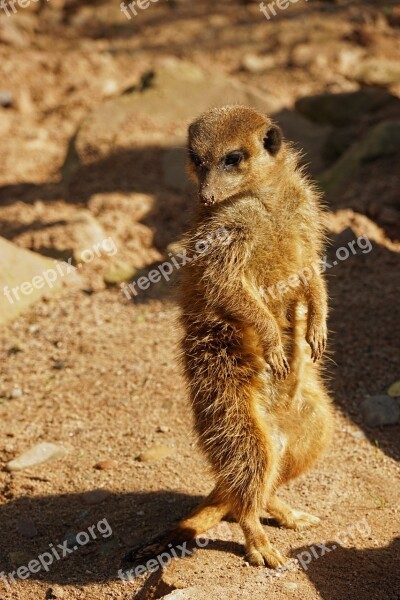 Meerkat Guard Attention Watch Keep An Eye Out