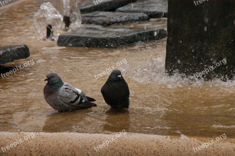 Pigeons Swim Fountain Water Bird Bath