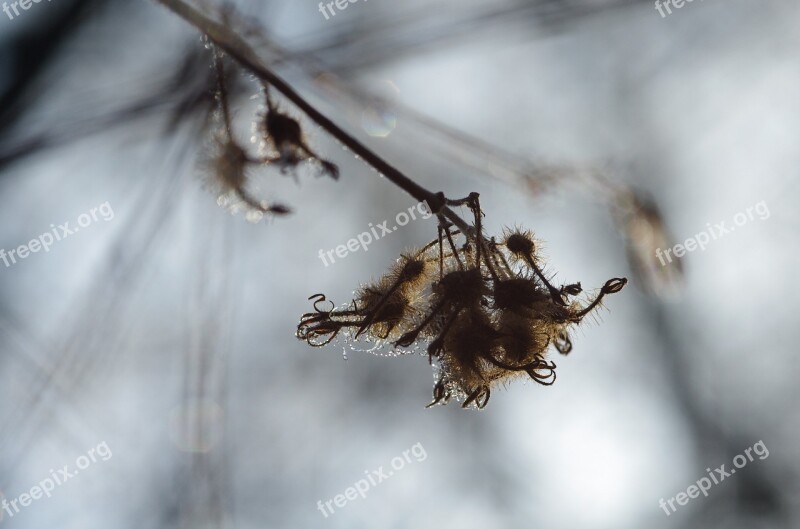 Winter Transience Drip Wet Water