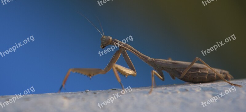 Praying Mantis Macro Blue Southern Europe Greece