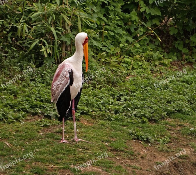 Glutton Zoo Stork Free Photos