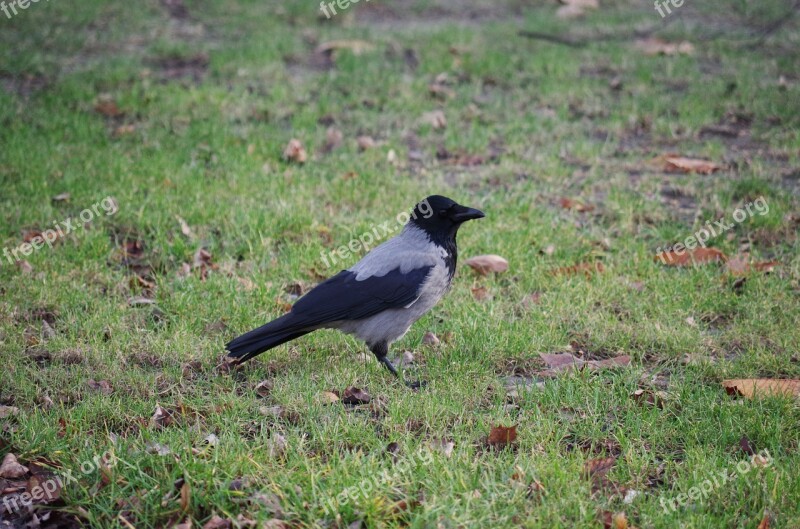 Crow Grass Bird The Raven Free Photos