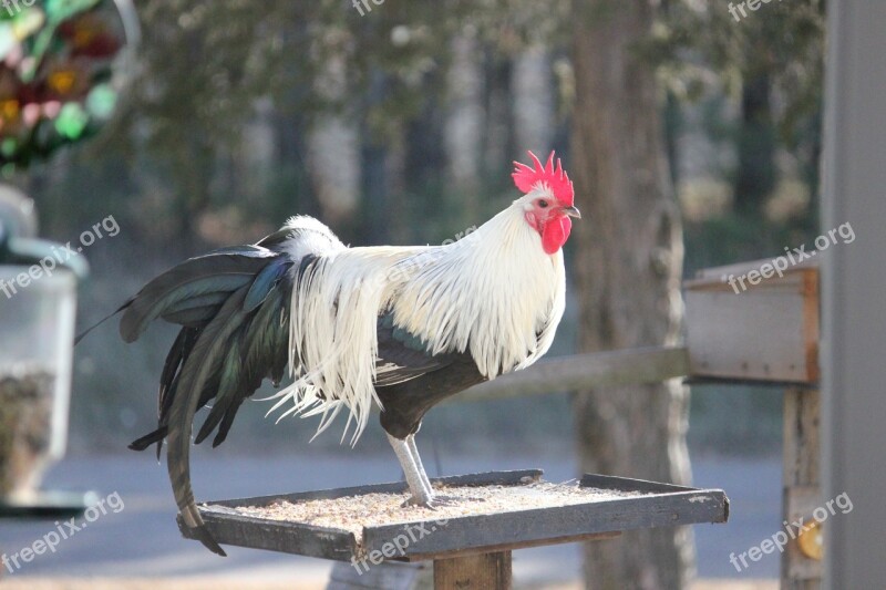 Rooster Bird Feeder Cockerel Feather Chicken