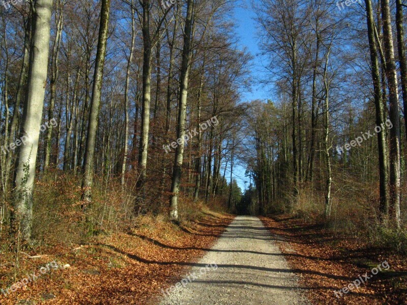 Forest Path Autumn Forest Gone Is The Goal Free Photos