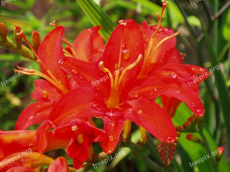 Flower Red Summer Crocosmia Lucifer Bloom