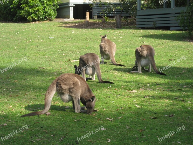 Kangaroos Australian Native Wildlife Marsupial