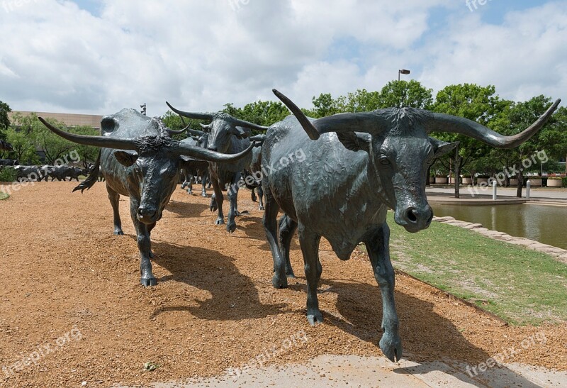 Dallas Texas Bronze Steers Cattle