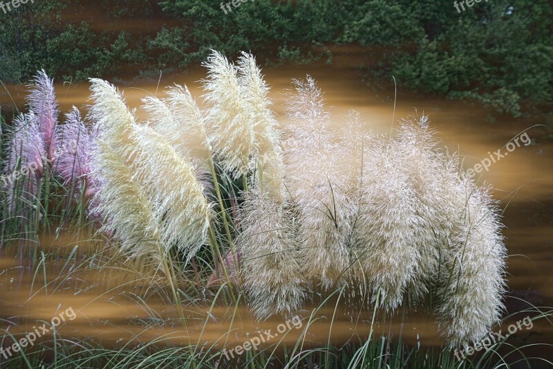 Grass Ornamental Featherly Blooms Pampas