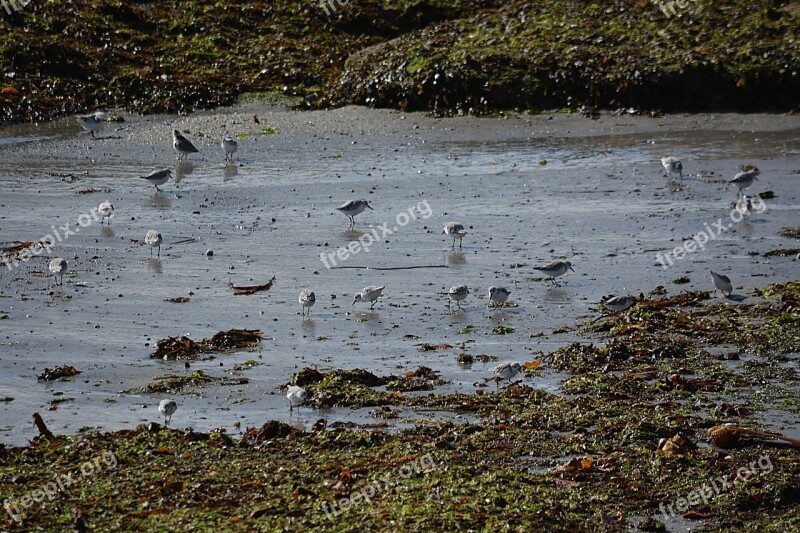 Birds Plovers Fauna Nature Animals