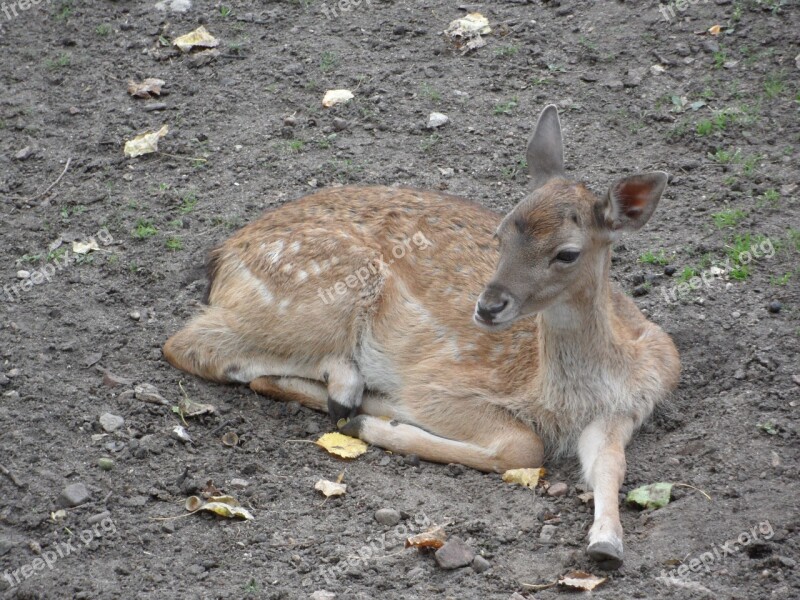 The Deer Jelonek Sarna The Little Deer Free Photos