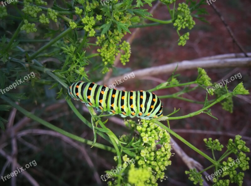 Caterpillar Insects Animals Natura Green