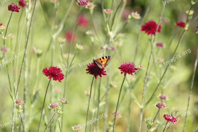 Knautzie Flower Meadow Butterfly Garden Nature