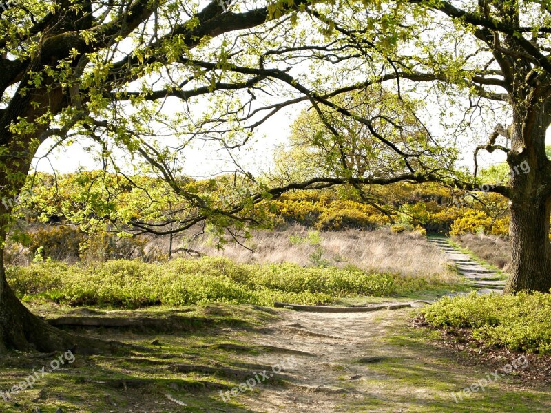 Veluwe Forest Trees Tree Nature