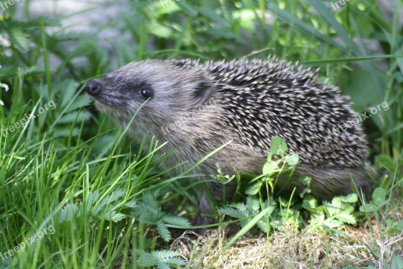 Nature Hedgehog Animal Mammal Needles