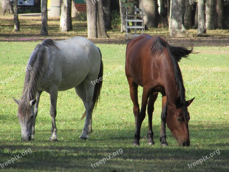 Horses Haras Animal Free Photos