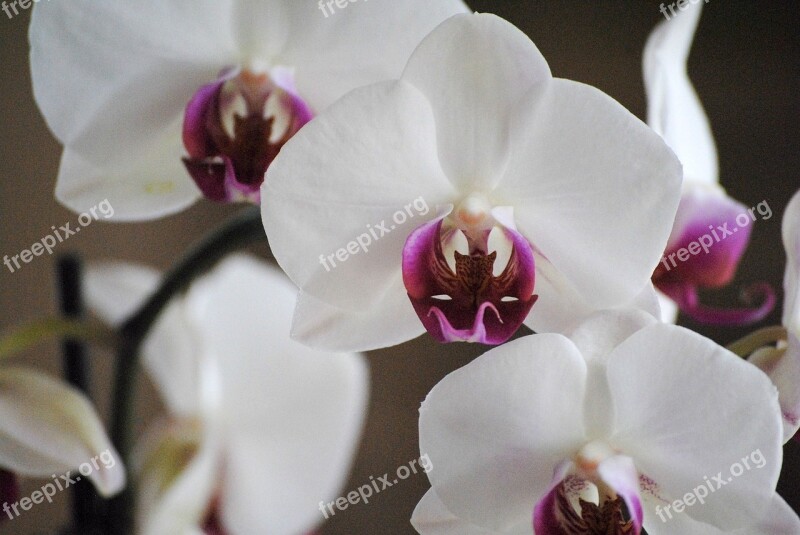 Orchids White Flower Nature Tropical