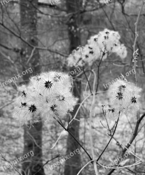 Seeds Autumn Faded Nature Close Up