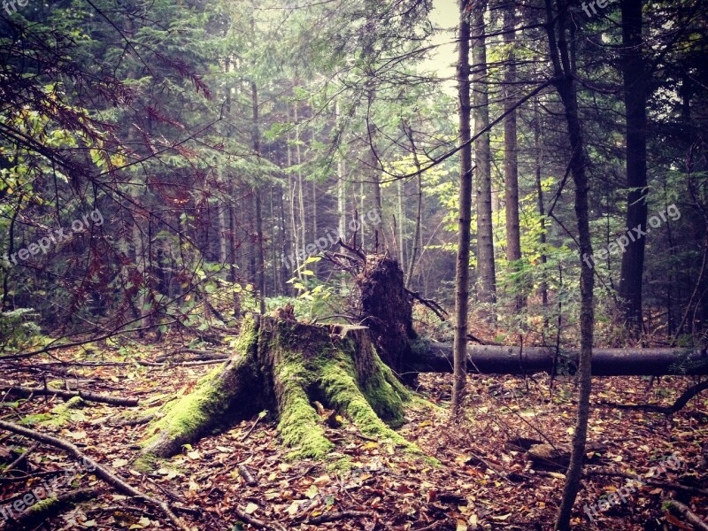 Stump Moss Trees Forest Autumn