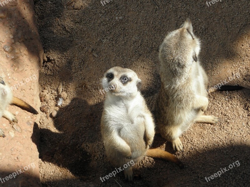 Meerkat Zoo Africa Free Photos