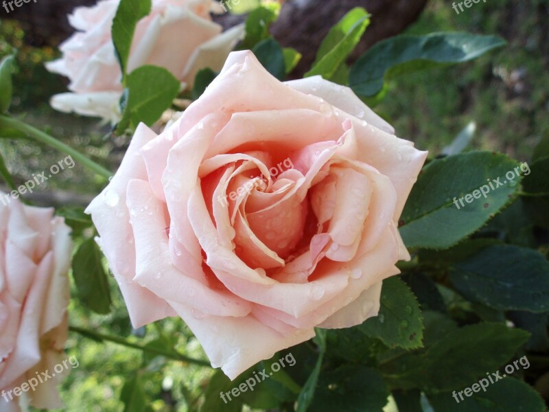 Rosa Flower Ro Pink Flowers