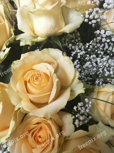 Rose Strauss Flowers Congratulations Bouquet Of Roses