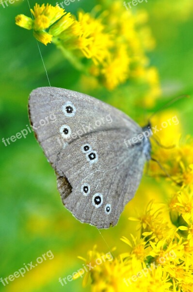 Butterfly Gray Summer Free Photos