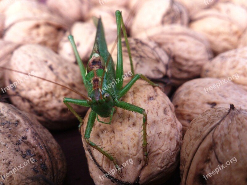 Locusts Summer Orzerch Free Photos