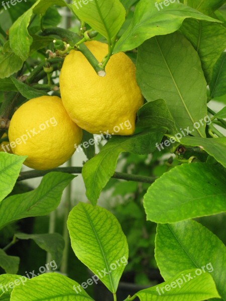 Lemon Lemonade Tree Fruit Fresh