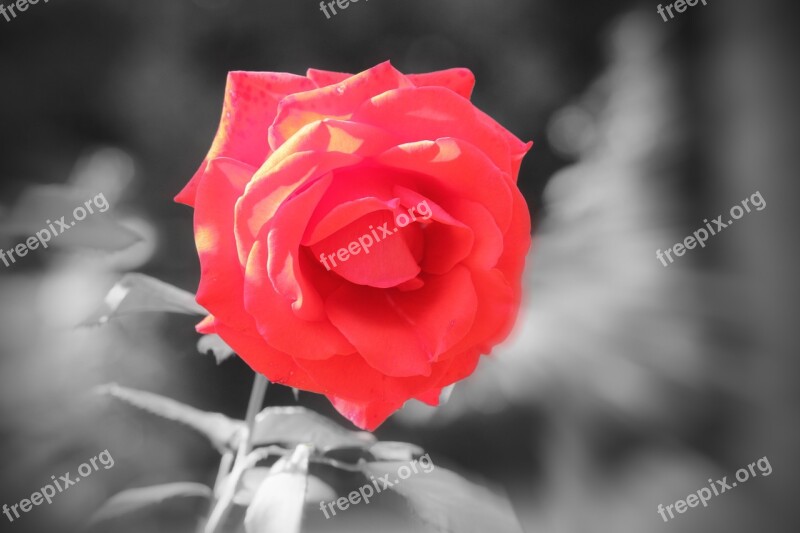 Rose Red Flower Red Roses Love