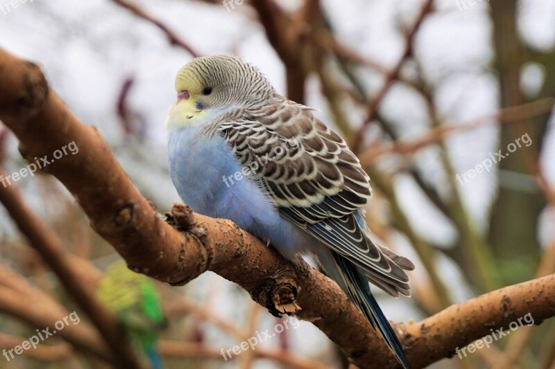 Budgie Bird Animal World Plumage Portrait