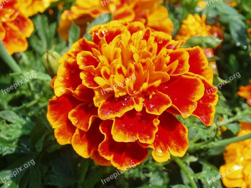 Flower Marigold Orange Red Summer