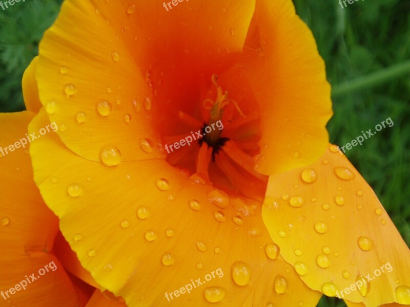 Poppy Papaver Orange California Poppy Wet