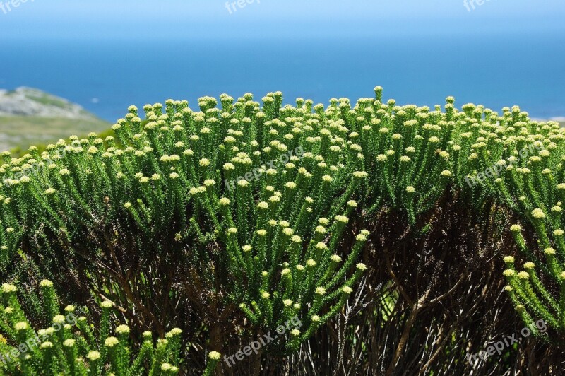 South Africa The Cap Flowers Wild Quills