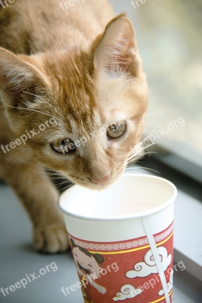 Cat Drink Water Eyes Pets Ginger