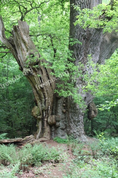 Tree Oak Nature Oak Tree Free Photos