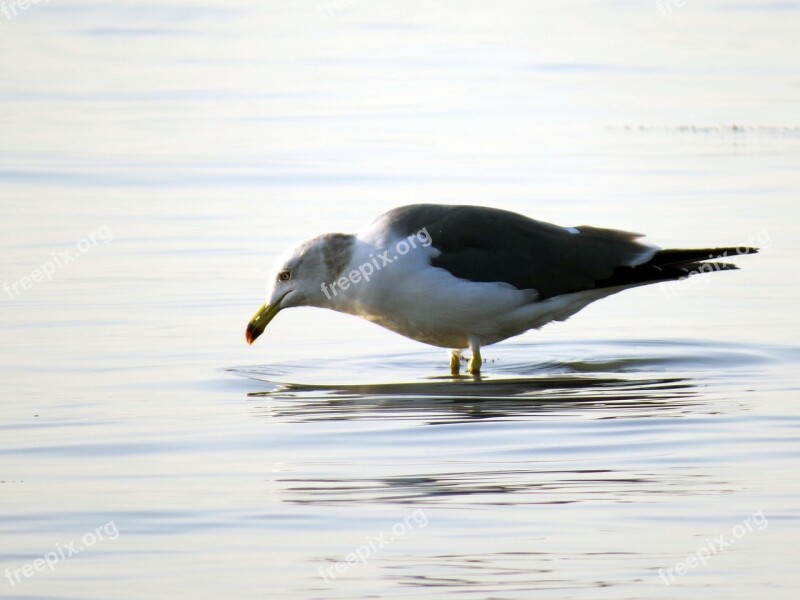 Seagull Sea Birds The Gull On The Sea New Free Photos