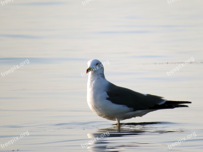 Seagull Sea Birds The Gull On The Sea New Free Photos