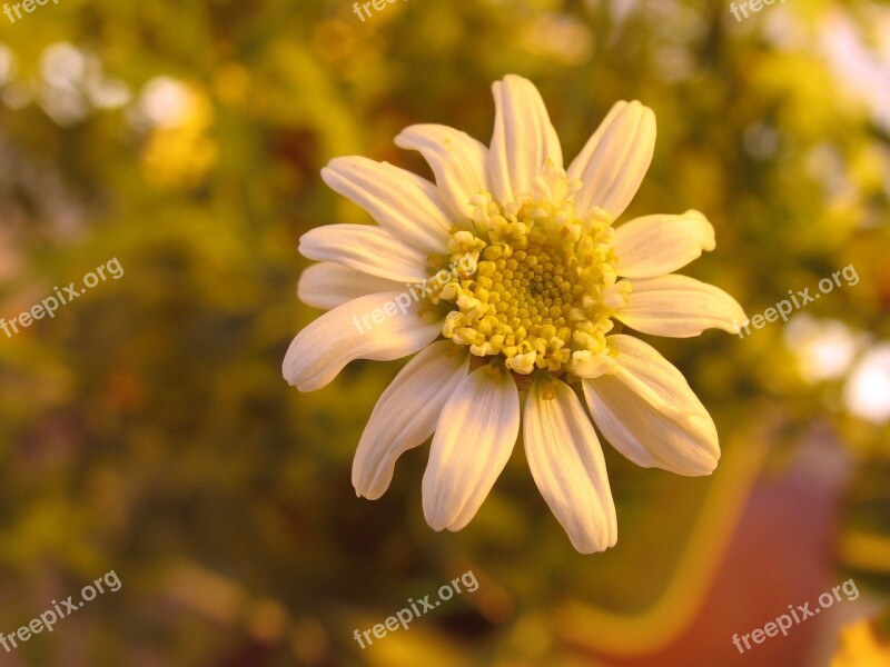 Mood Flower Plant White Flower Garden