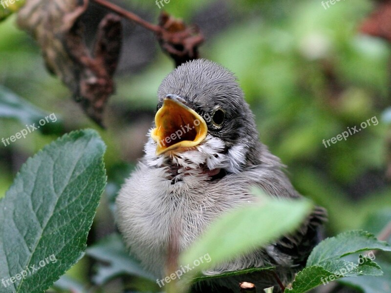 The Sparrow Wróbelek Bird Chick Animal