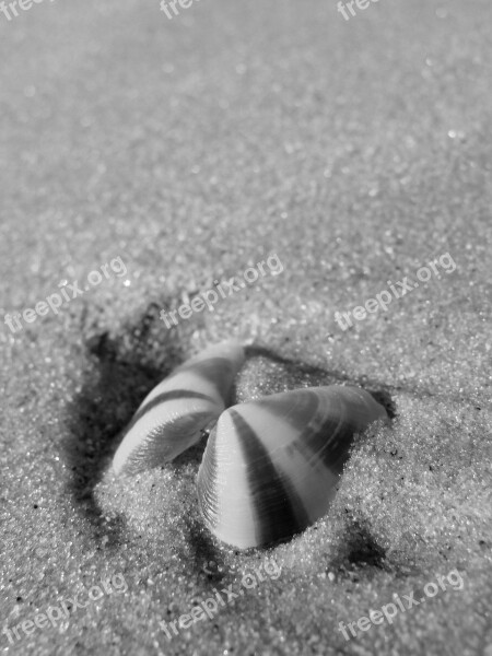 Shell Sea Summer Travel Sand