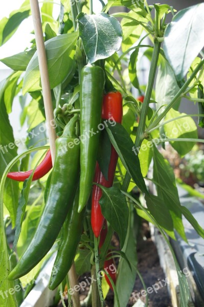 Chili Pepper Vegetables Plant Have