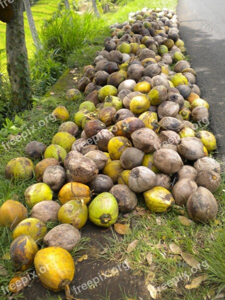 Tropical Coconuts Bali On The Ground Fruits