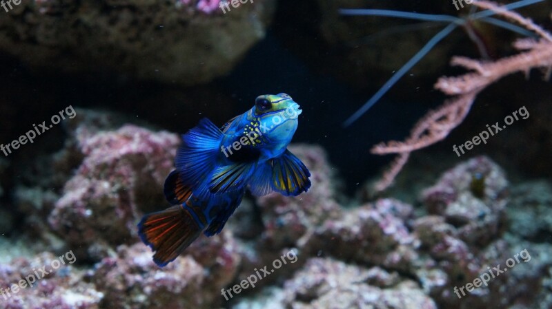 Fish Blue Water Aquarium Fish Tank